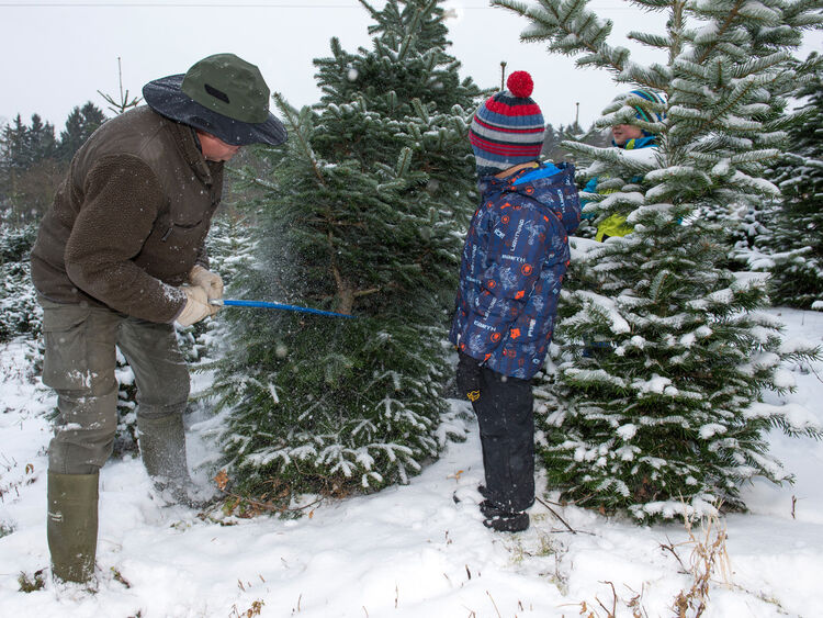 Weihnachtsbaum selber schlagen