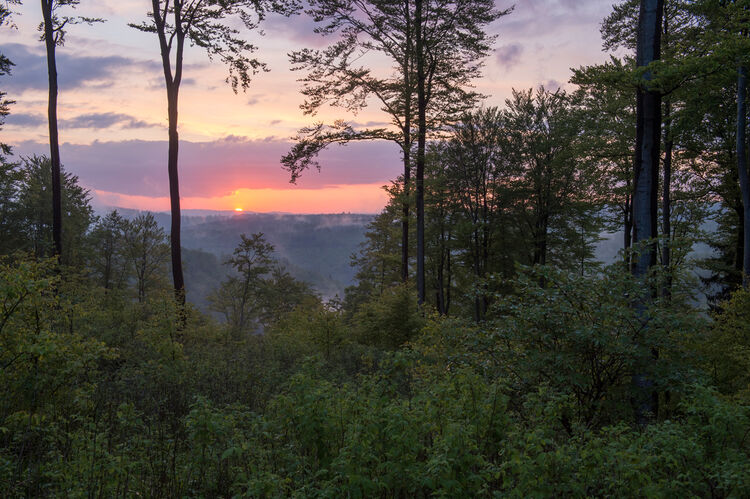 Die Wälder des Sauerlandes